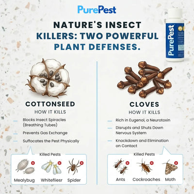 Purepest Ingredients All Natural Cotton seed & Clove oil 
